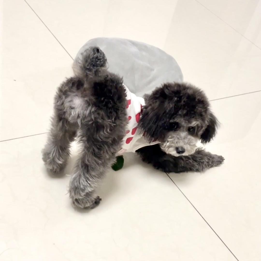 有只小汪叫旺仔🐶