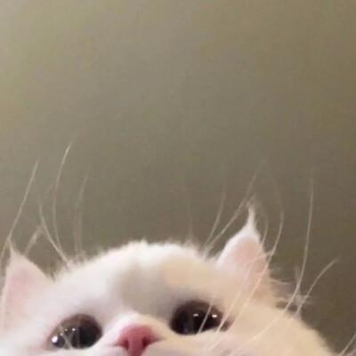 小鹿小鹿