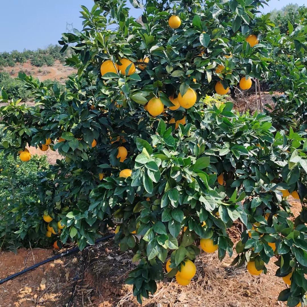 雩都红—赣南脐橙