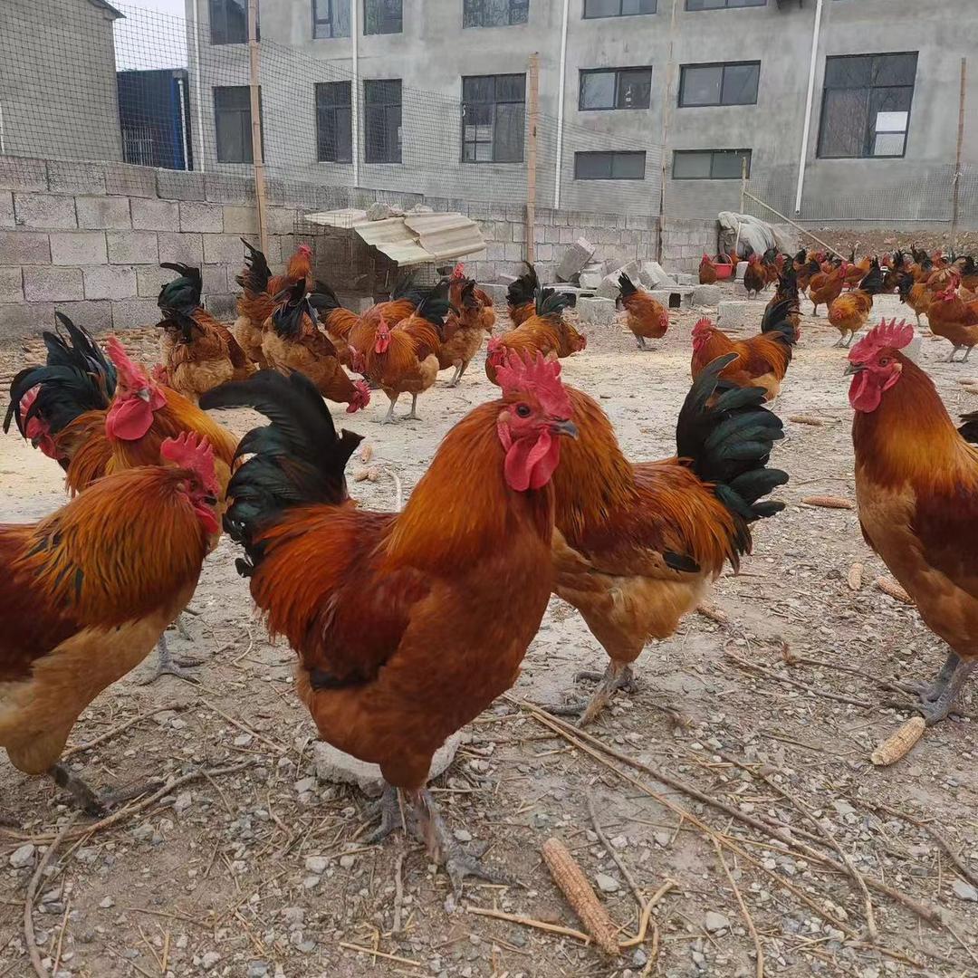 宿州市埇桥区武斌养殖家庭农场