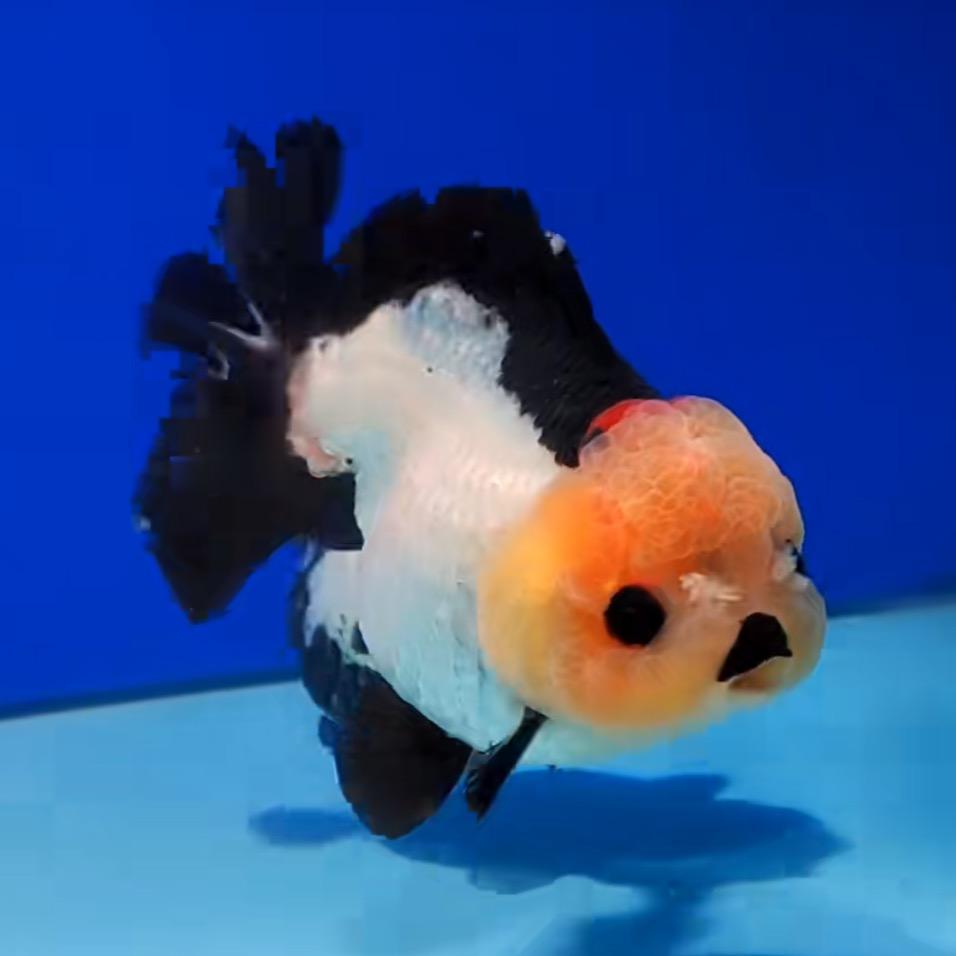 小懒猫养鱼