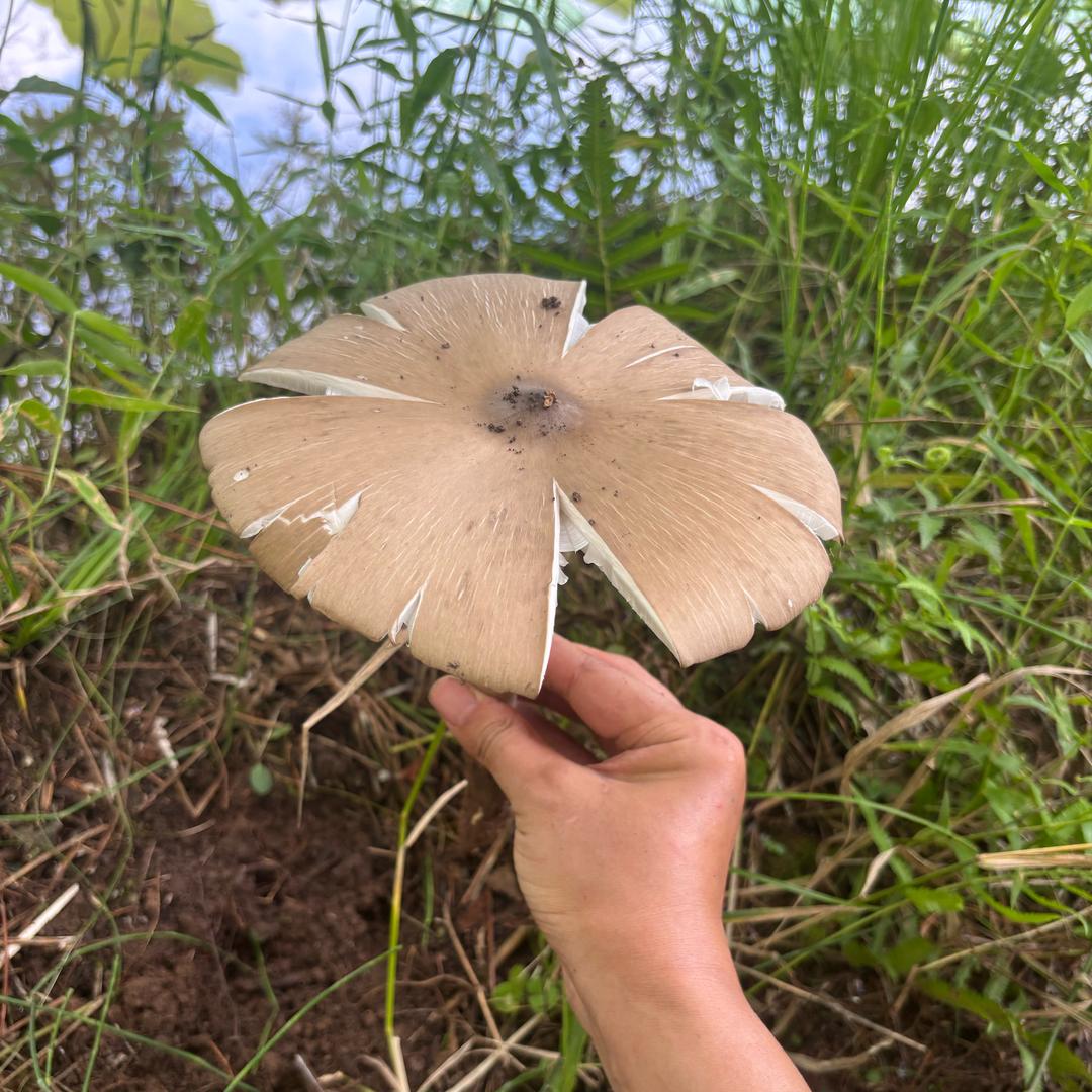 低调的南风