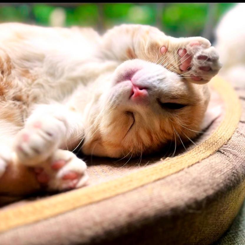 饼干是只猫🐱