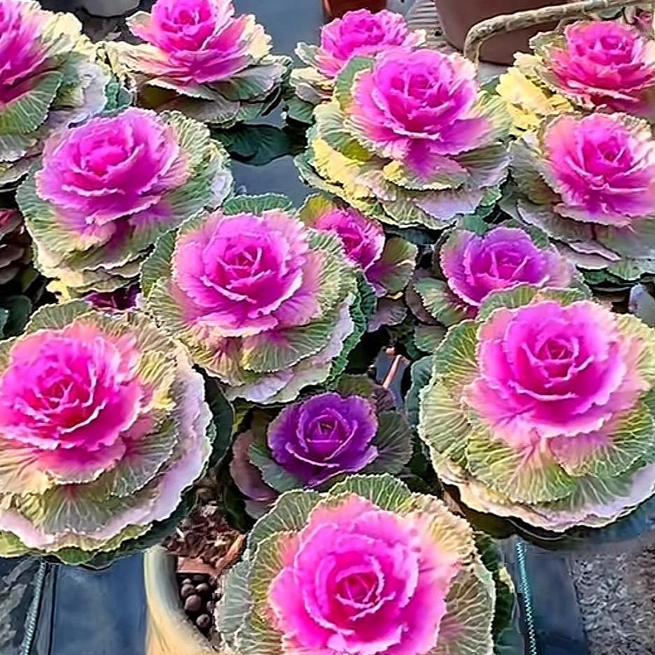 青川花卉
