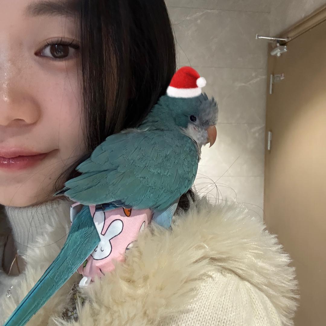 kk家的小鹦鹉