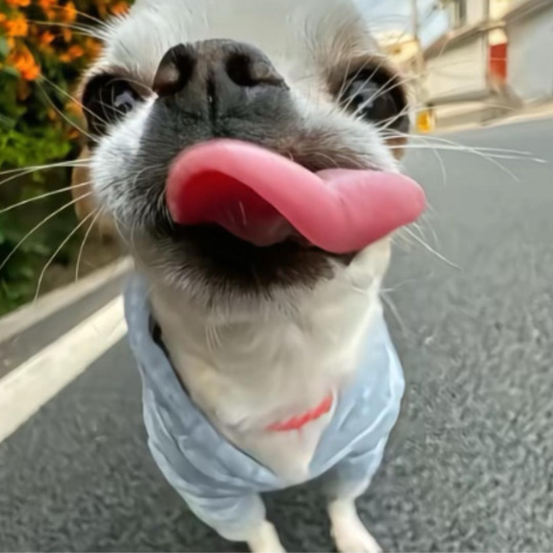 芥末鱼丸