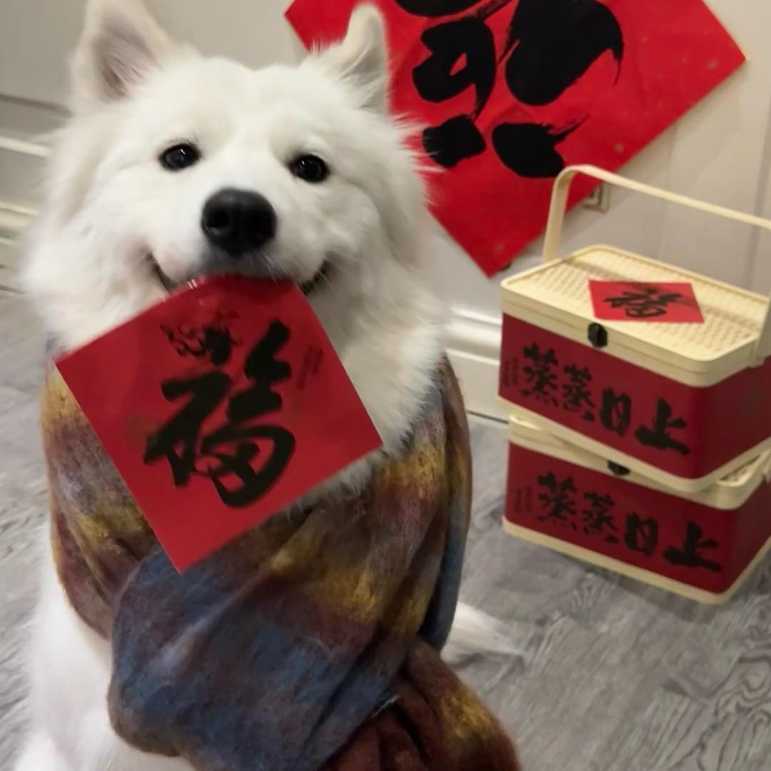 小钱淘犬