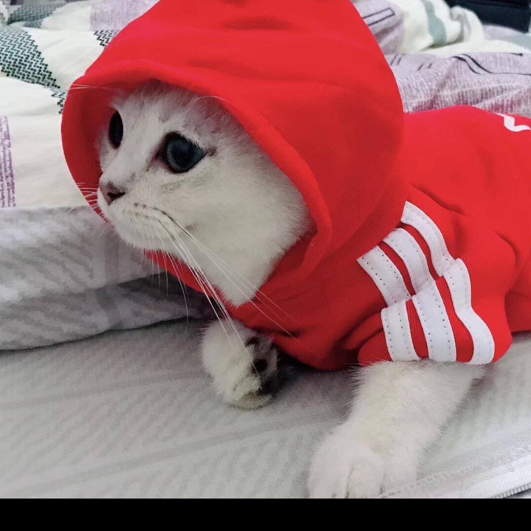 小萝卜头