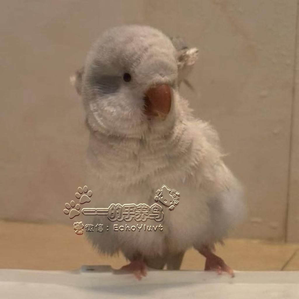 一一的鸟