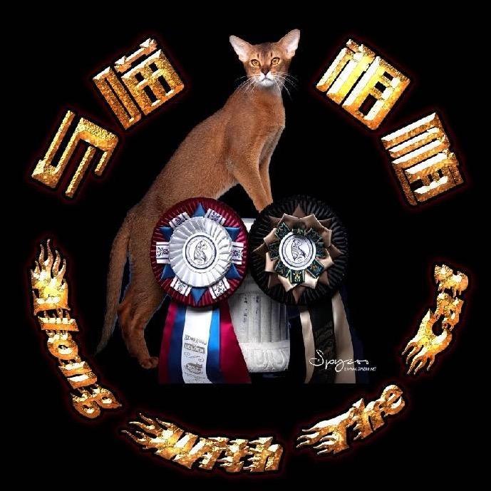 我的阿比是＂悟空＂