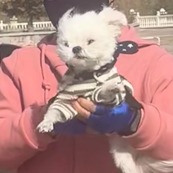 福宝你个小狗子