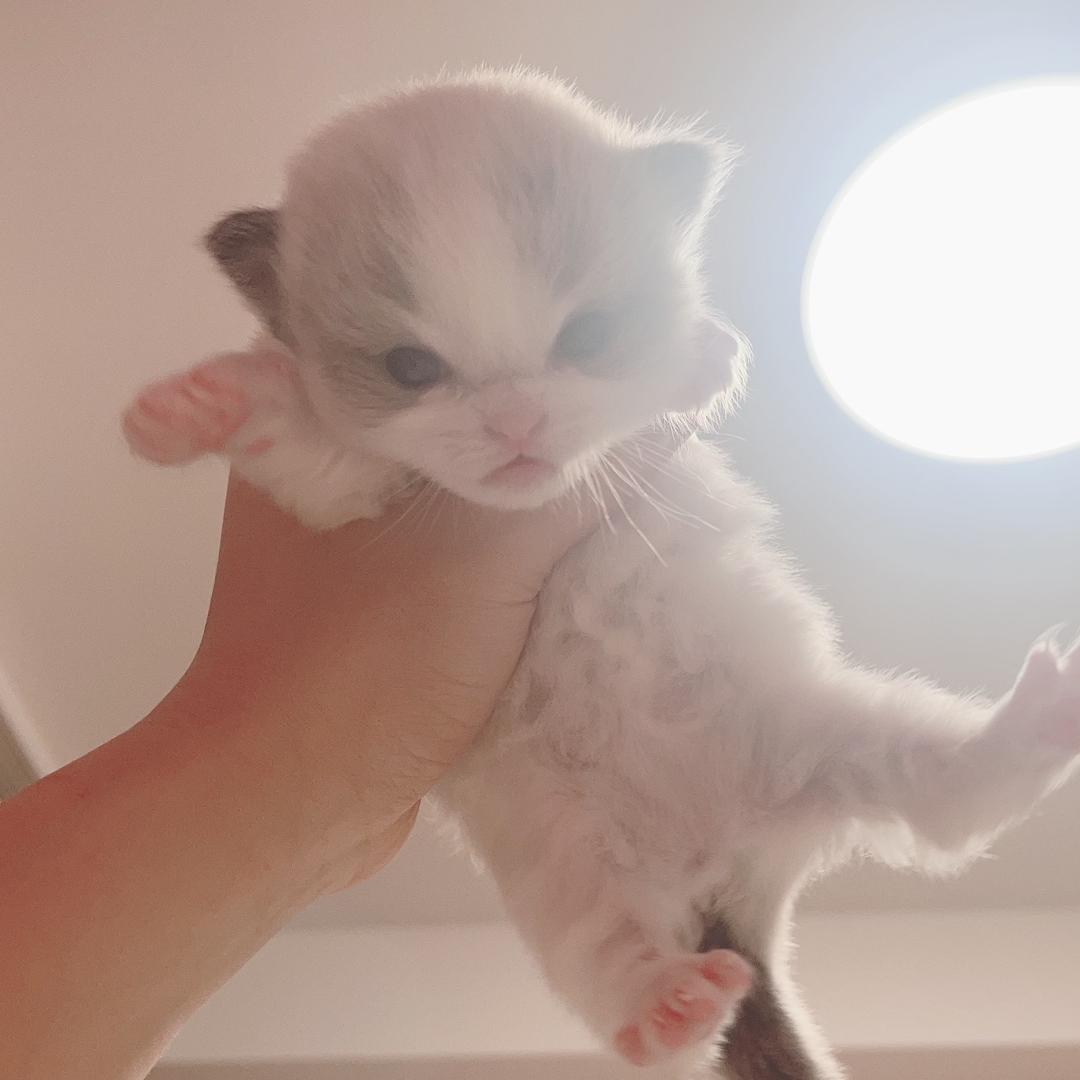 BASTET CREAM上海布偶猫舍