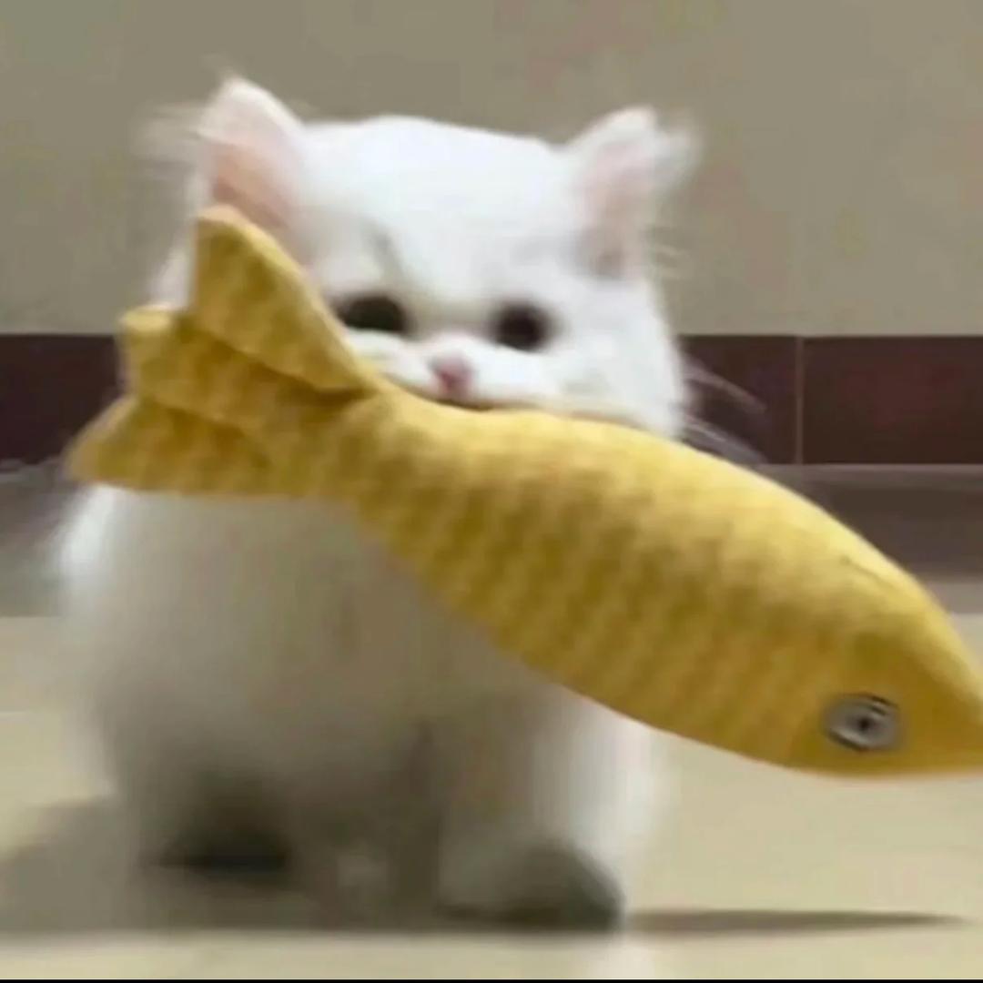 小猫快跑