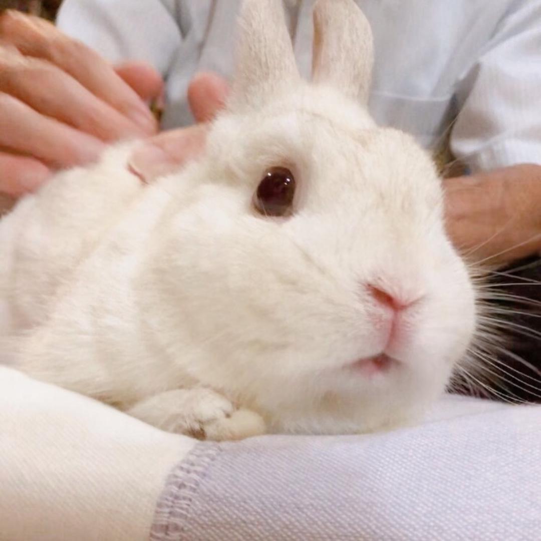 Jamiu( ‘-ωก̀ )