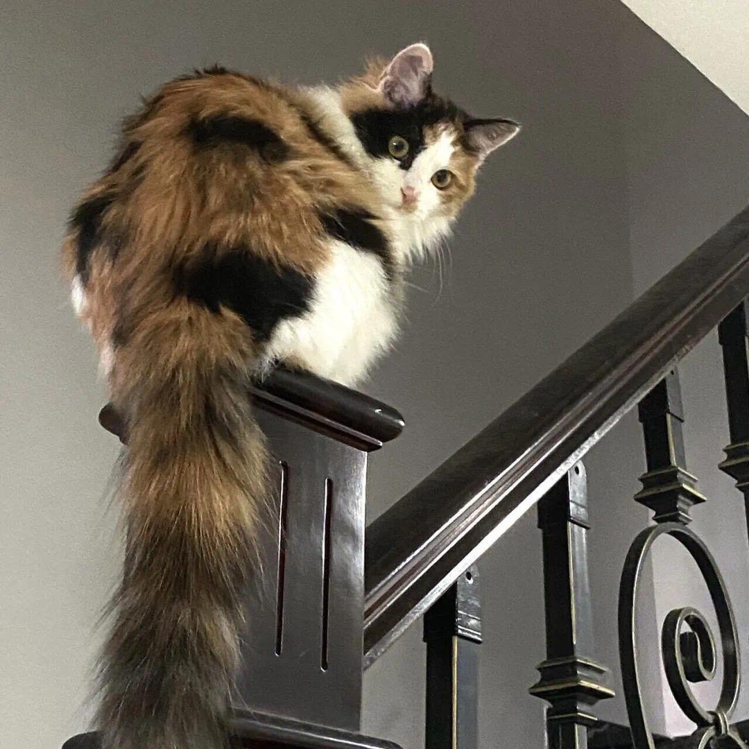 ₊⁺🐾₊⁺