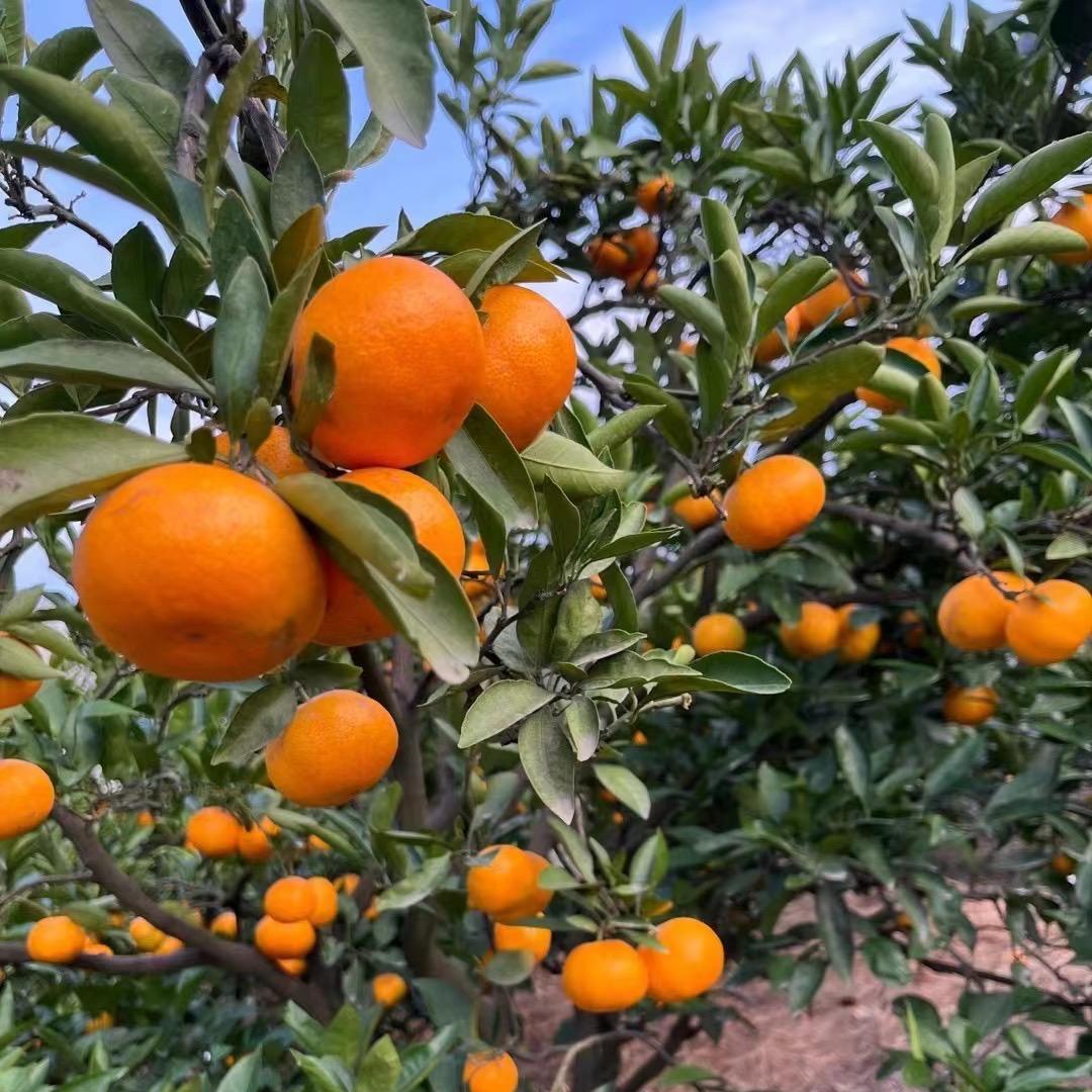 涌泉秋小姐家果园