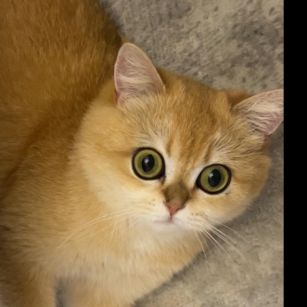 养猫的鑫木木