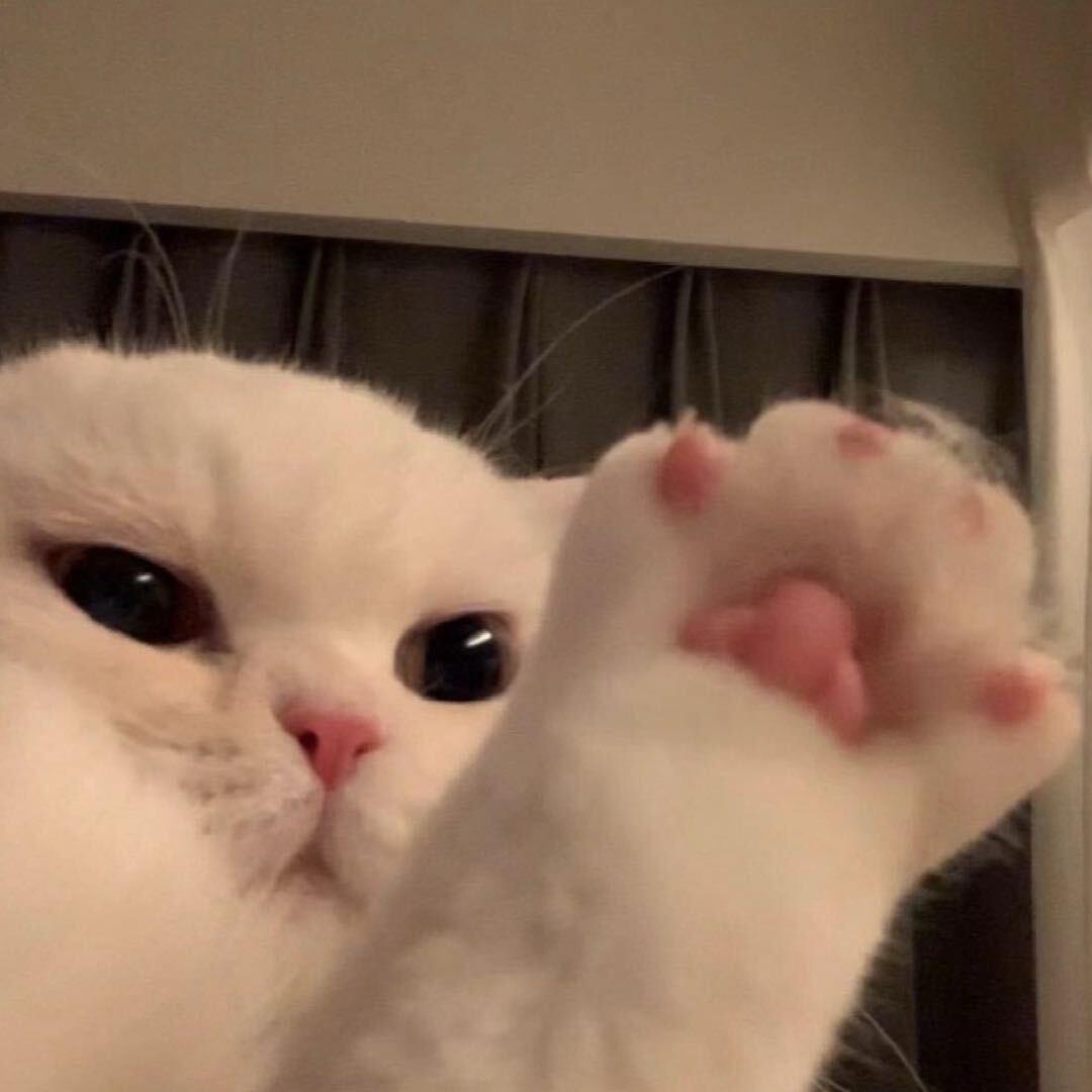 猫勺