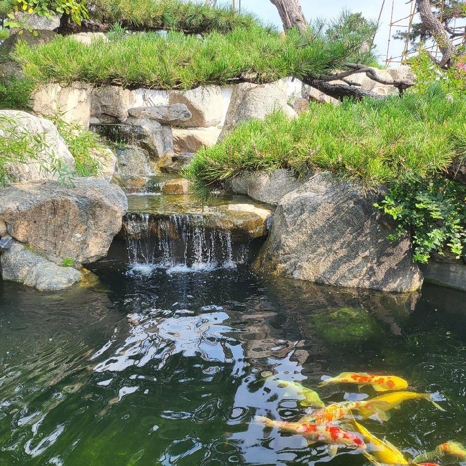松迎缘 庭院景观松