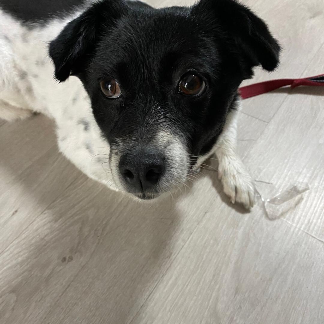 小白是花胖子（念我的仔宝）