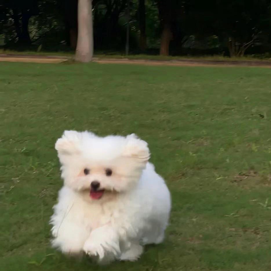 湾区语言高手聚集地