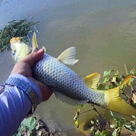 胖周爱钓鱼🎣