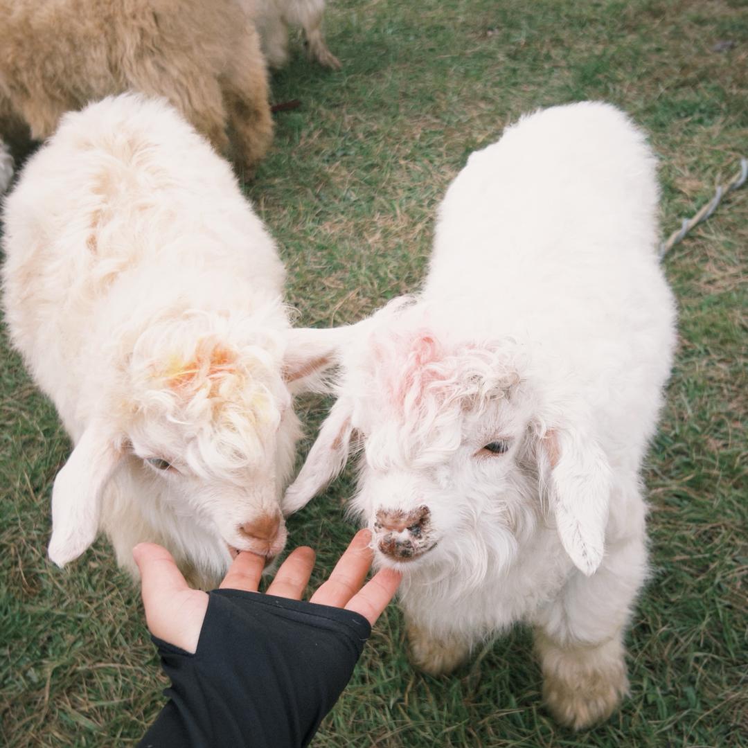 sheep