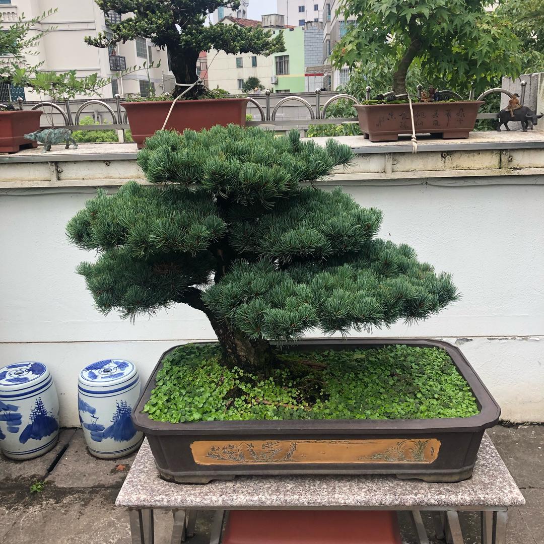 中哥