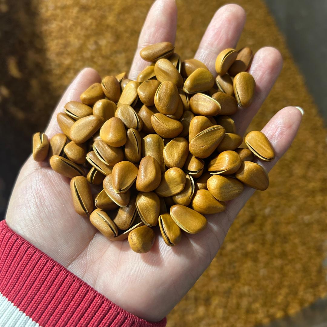 小丽（东北特产）