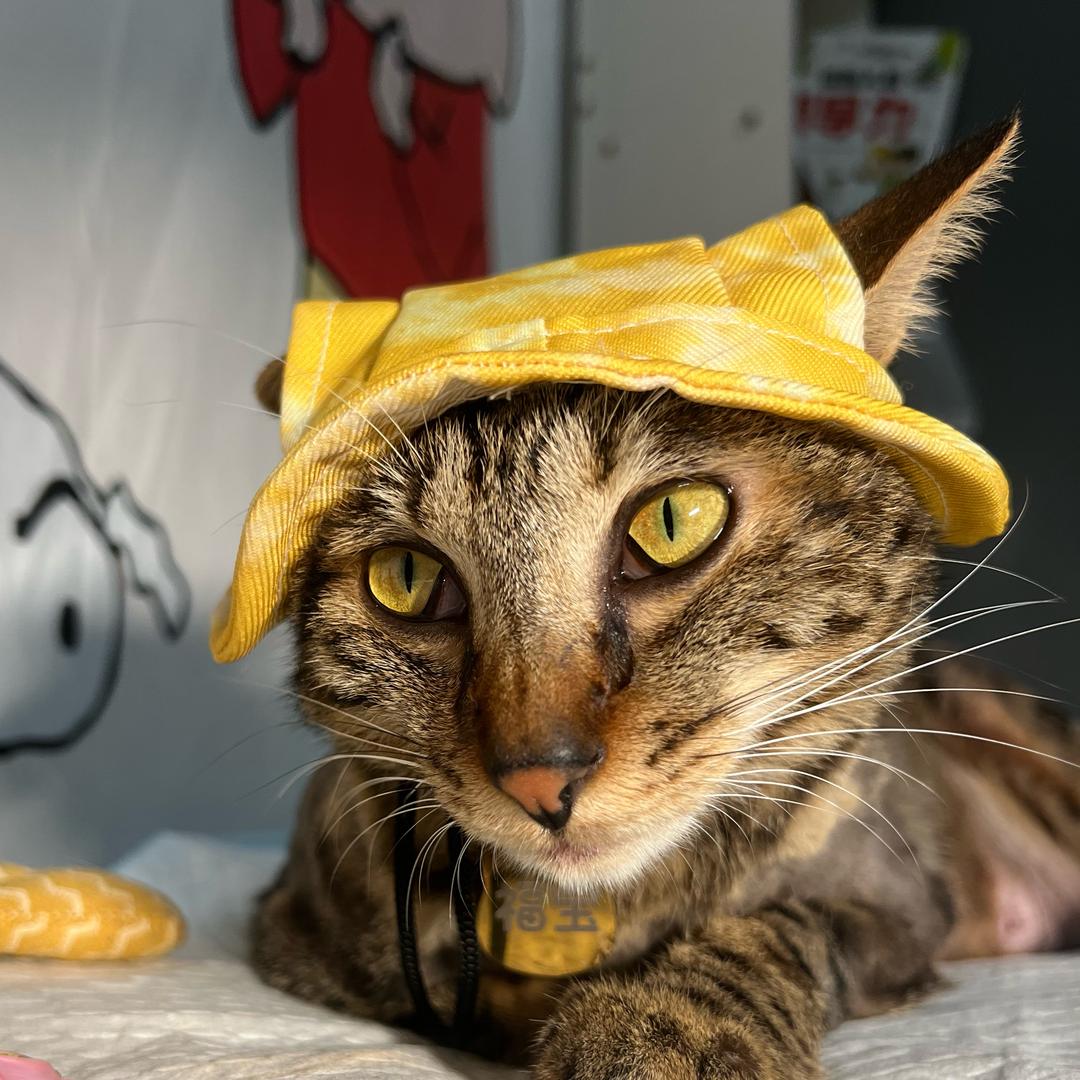 遇见招财猫➖福宝