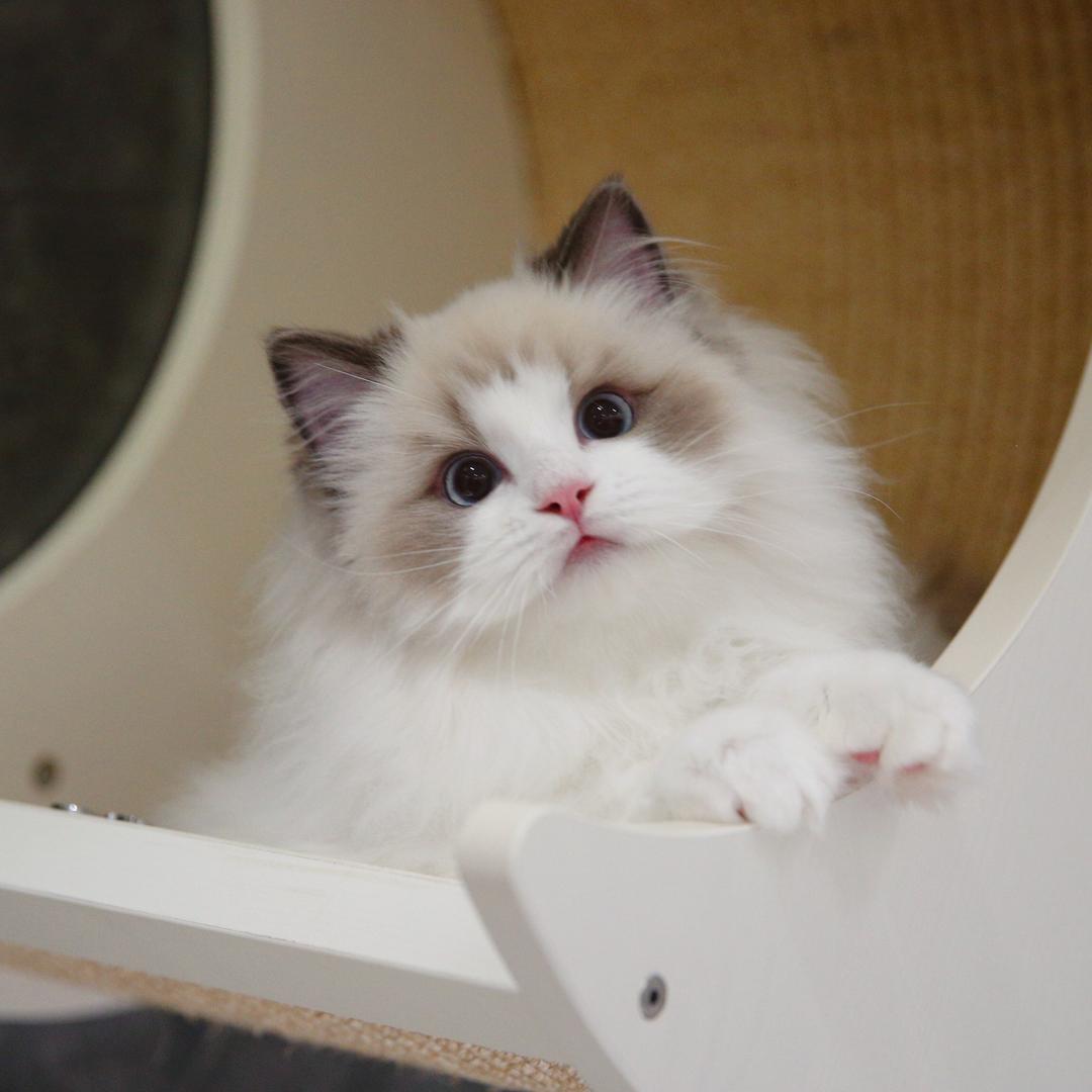 养猪小能手3L麻