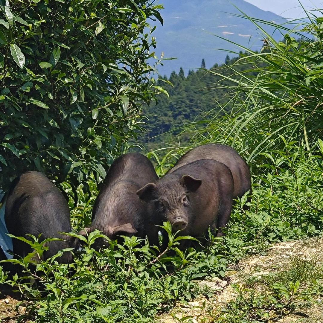 冬日暖阳阳