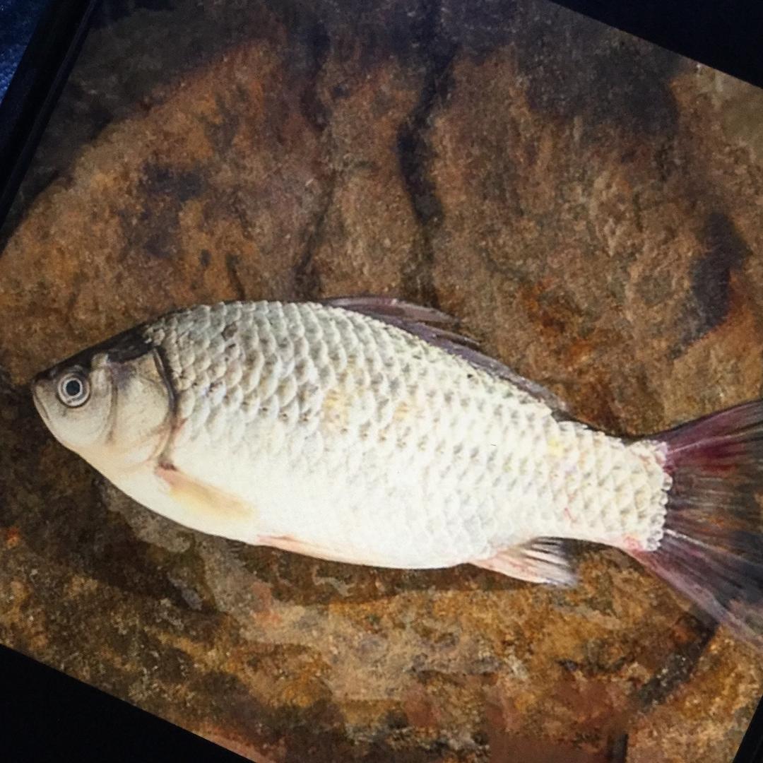 河畔鲫遇