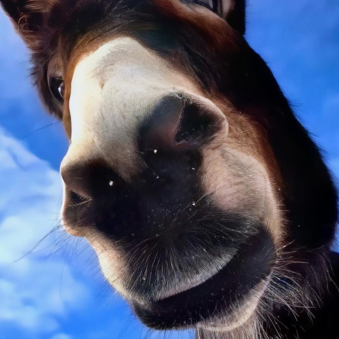 哈哈哈.