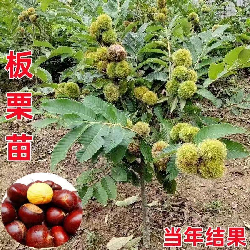 玉超果树苗木专营店铺