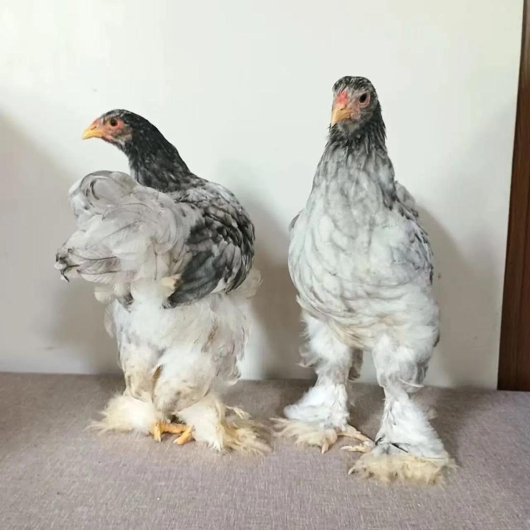 建华养殖
