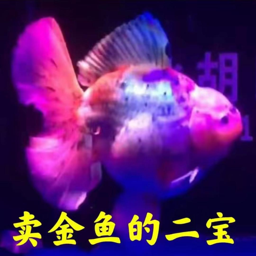 卖金鱼的二宝🐠泰狮