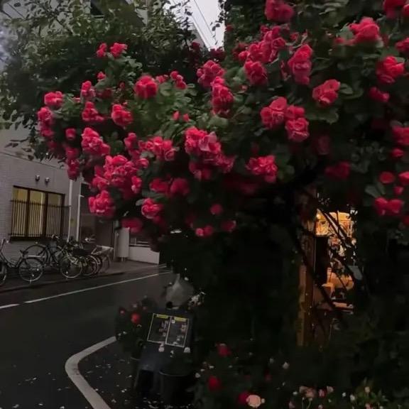 ࿐Dor ·སྒྲོལ་མ།🦋