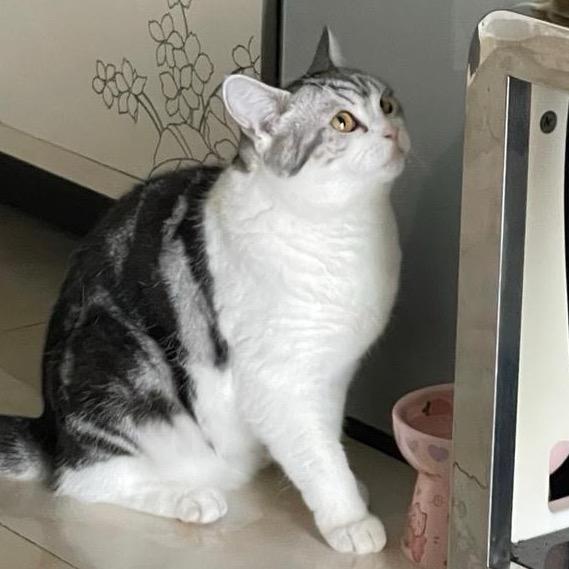 养猫的张小胖