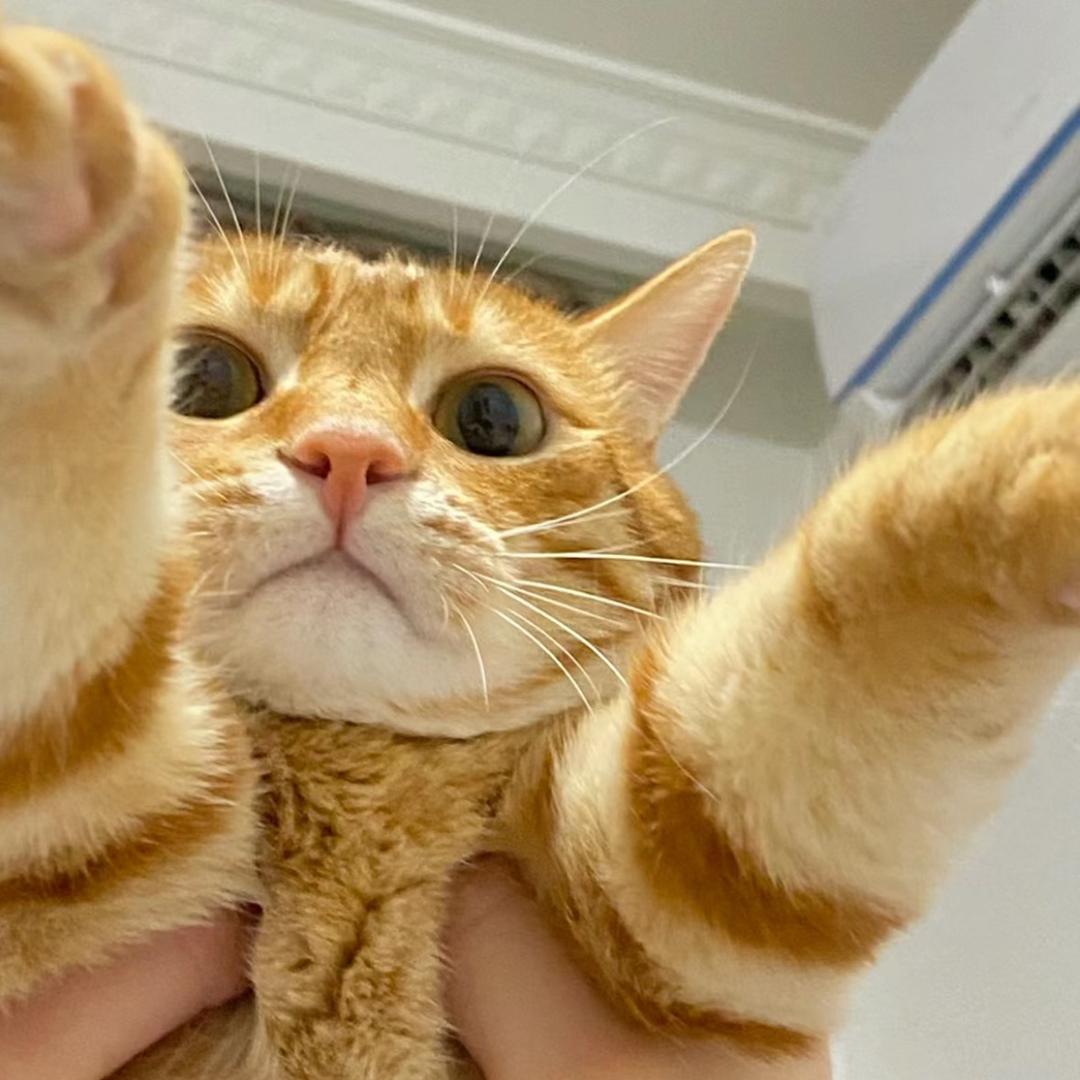 Mid Kitty（喵喵卜穿戴甲