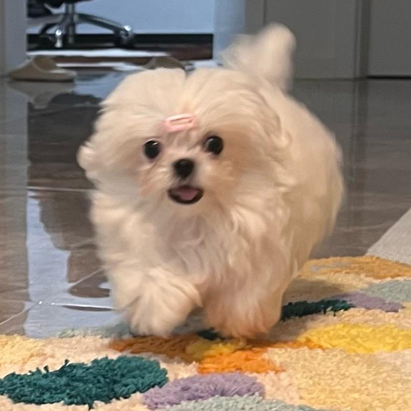 爆汁大鸡排