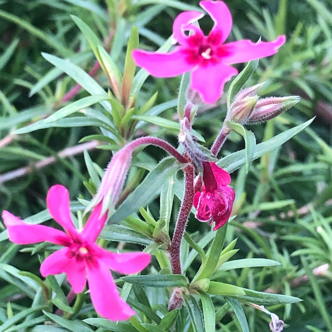红茶