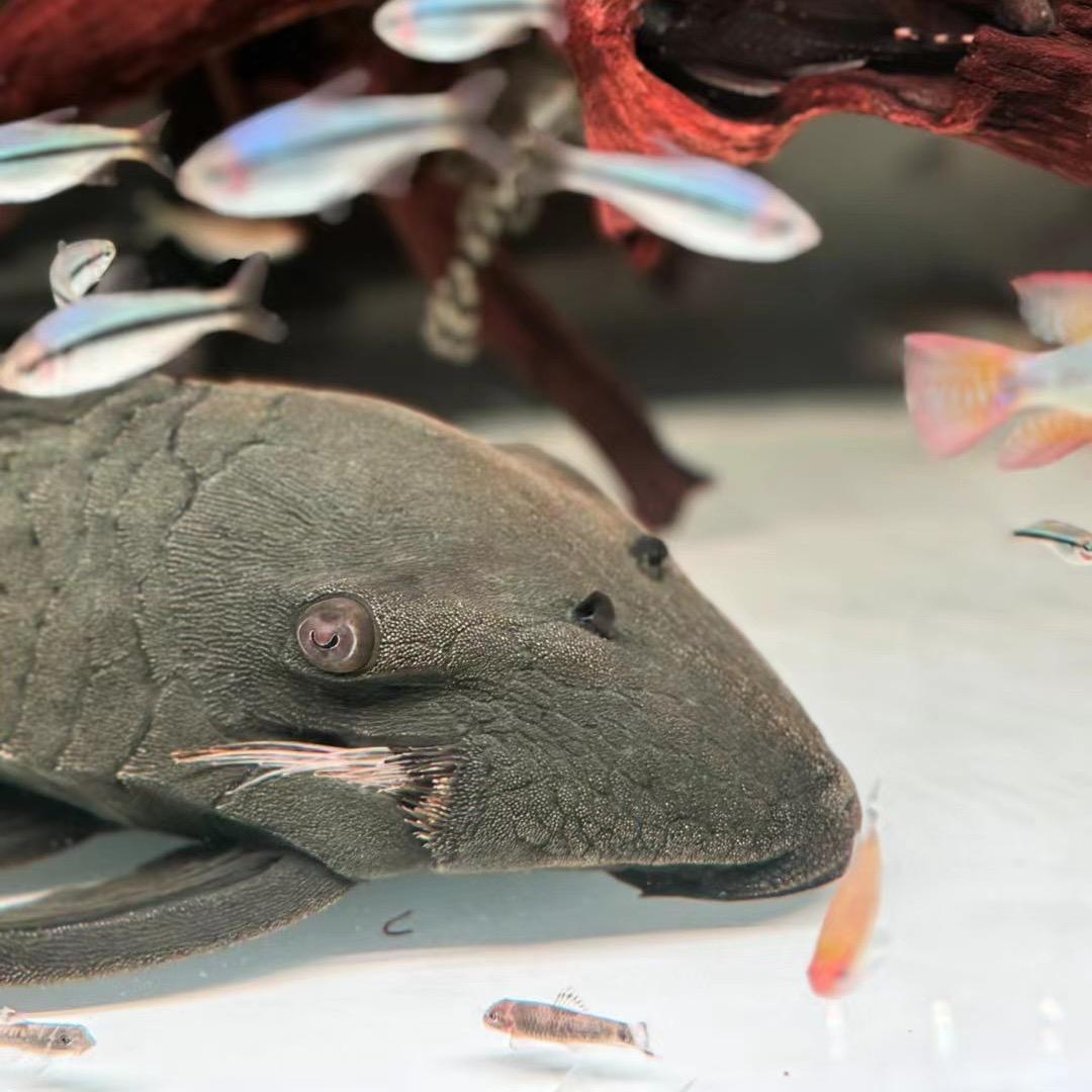 异型鱼集邮（目标100 个品种）