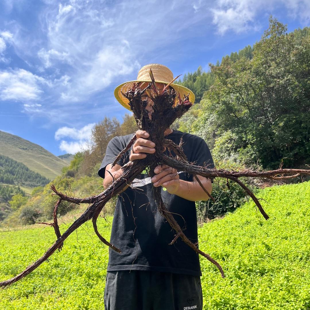 岷县金参源滋补