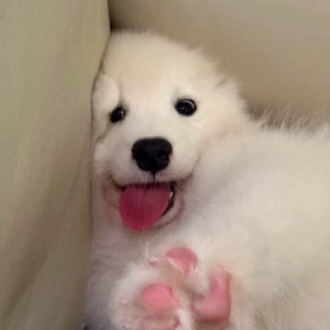 捣莓熊ㅤ