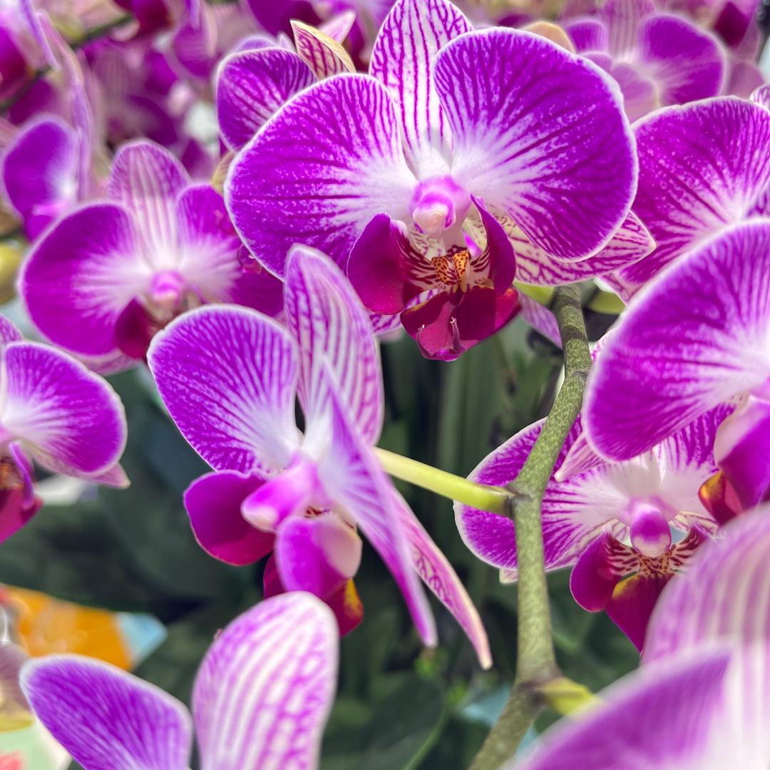 维朗迪迪金源居然之家