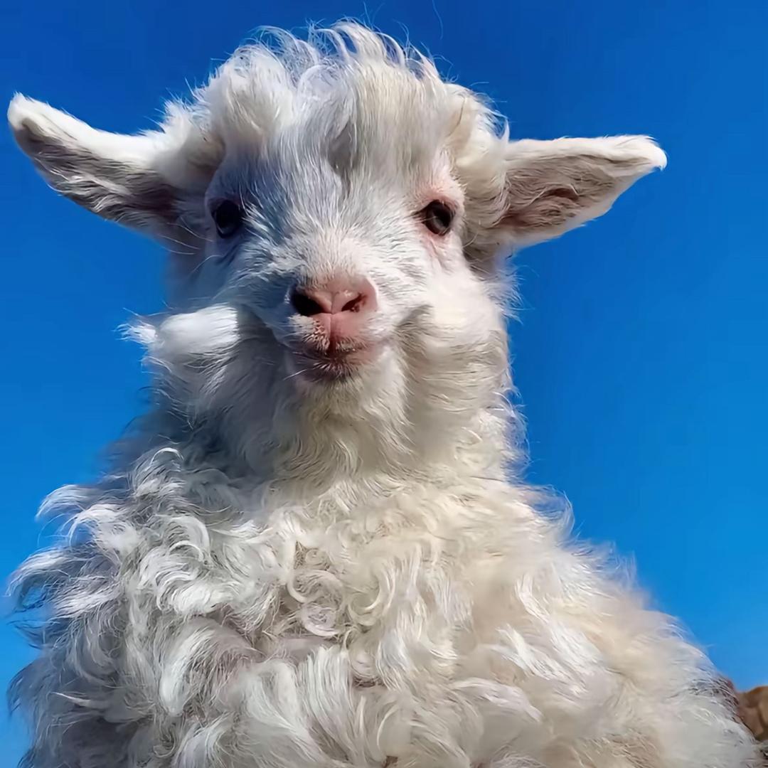 一梦（三角洲行动）