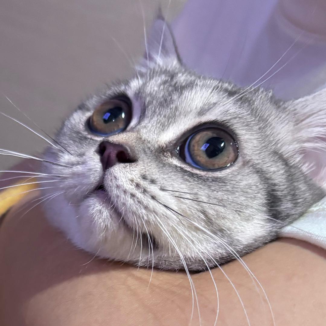 小乖点点