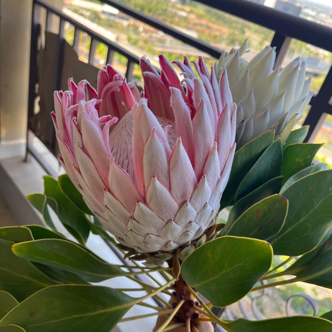 郑郑优选品质鲜花