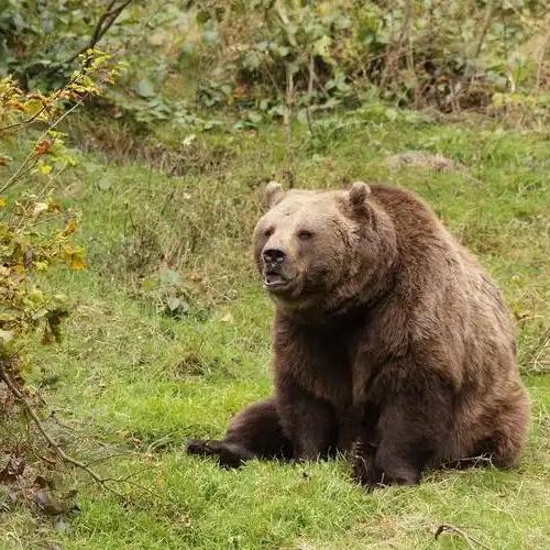 熊怀理想饰品摆件